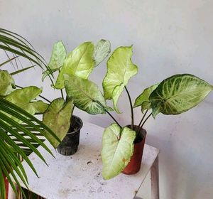Pack 2 Arrowhead Plants &amp; Pot