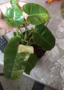Variegated Philodendron burl marx