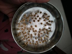 Earring Making Raw Material ( Price Negotiate)