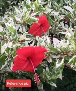 variegated hibiscus
