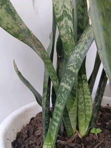 2plants along with roots no pot included