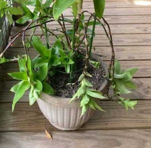 Live Basket Plant Pups (3 pcs)