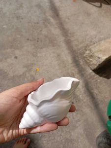 This is a conch shell in white colour