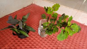 Set 4 Plectranthus Nitidus,Diffenchie,Purple Heart