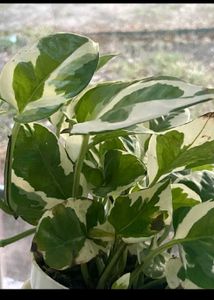 Live Money plant with Roots