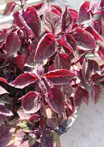 Coleus Live Plant