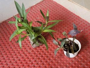 Pack 2 Purple Heart &amp; Moses-in-the-Cradle Plant 🌵