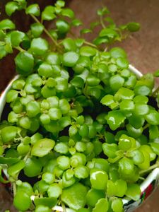 Turtle Vine Plant