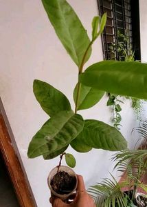 3 Set  Ming Aralia Pana &amp; Money &amp; Bear Plants