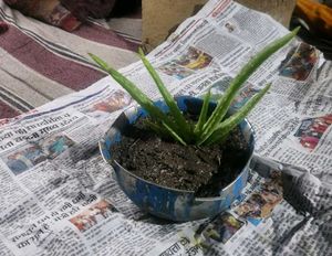 Aloe Vera Plant
