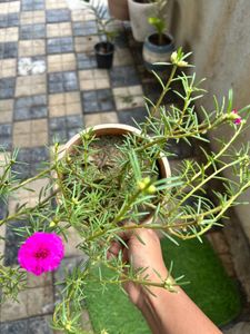 Vibrant Portulaca Plant with Blooming Flowers