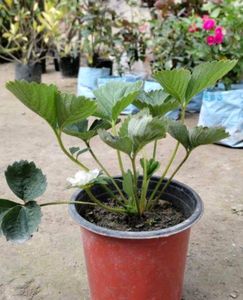 Gerbera