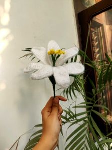 LILY FLOWER