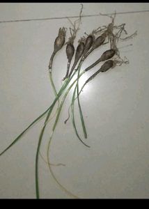 Yellow Rain Lily Bulbs