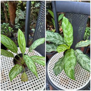 14 Live Root Plants
