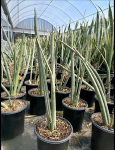 LIVE Cylindrical Snake/Spear Plant
