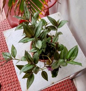 Tradescantia zebrina Plant 🌵 &amp; Pot