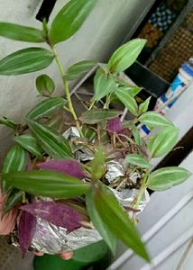 Tradescantia Zebrina Plant 🌵