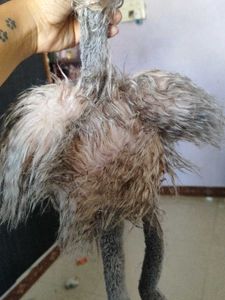 jellycat Ostrich big size