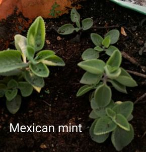 Combo Of 6 Beautiful Plants