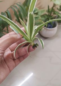 Spider Plant