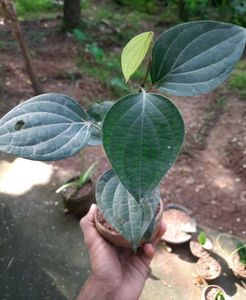 Black Pepper Plant (Kaali Mirch, 2 numbers)