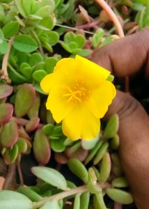 8 Colour Combo Portulaca