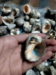 Seashells