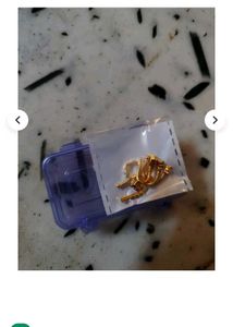 new 5 nose pin
