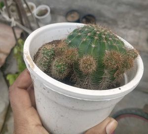 Full Grown Ball Cactus