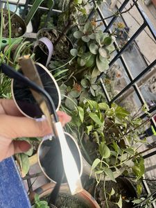 Round Sunglasses