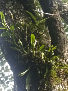 Epiphytic Orchid Plant on Tree Bark