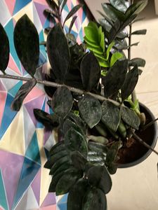 BLACK ZZ Plant