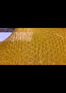Elegant Mustard saree