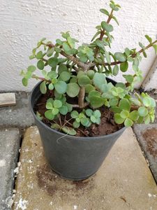 Jed plant ☘️☘️