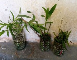 Orchids