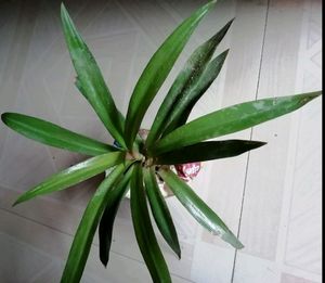 Pack 2 🌱.Pandanus veitchii &amp; Moses Plants 🌿&amp; Pot