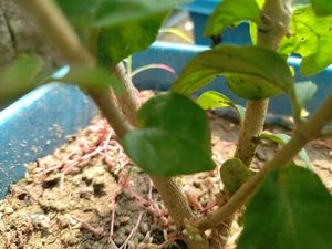 Oyeboy Jasmin Flower Plant ☘️