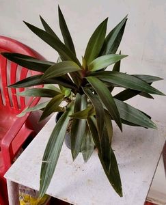 Moses-in-the-Cradle Plant🌵&amp; Pot
