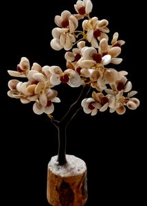 Gomtichakra Rudrax Tree