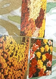 5 Beautiful Greeting Cards