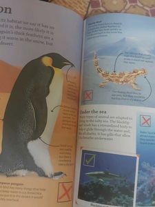 DK Find Out! Animals Book