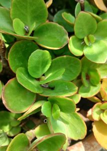 Succulents