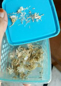 Plant Sprouts