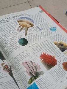 DK Illustrated Family Encyclopedia Vol 8