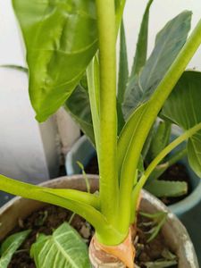 Large Green Elephant Ear Plant