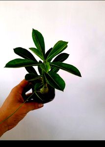 Healthy Adenium Combo