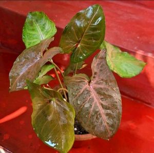 arrowhead Vine Plant🌵&amp; Pot
