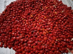 Seeds
