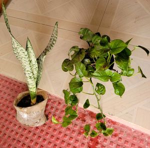 Set 2 Dwarf Snake Plant &amp; Money Plants🪴
